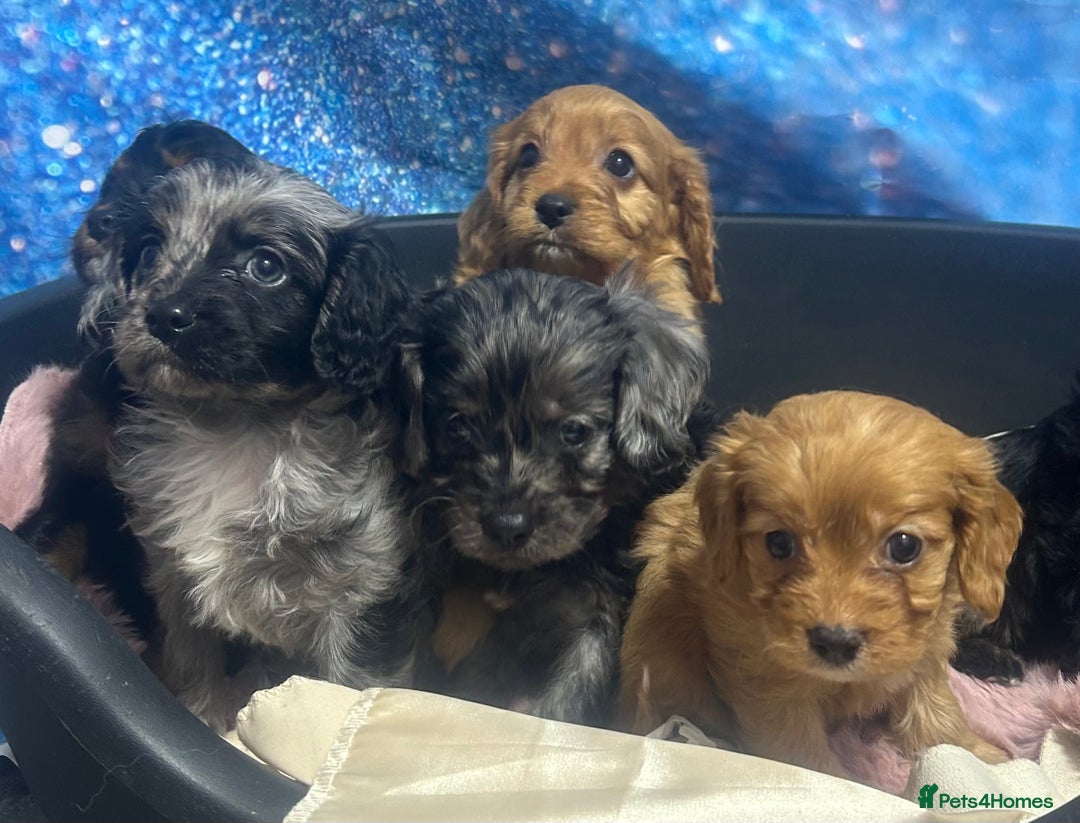 Cavapoo dogs for sale: F1 cavapoo puppies 🐶 🩵💜 - Image 20