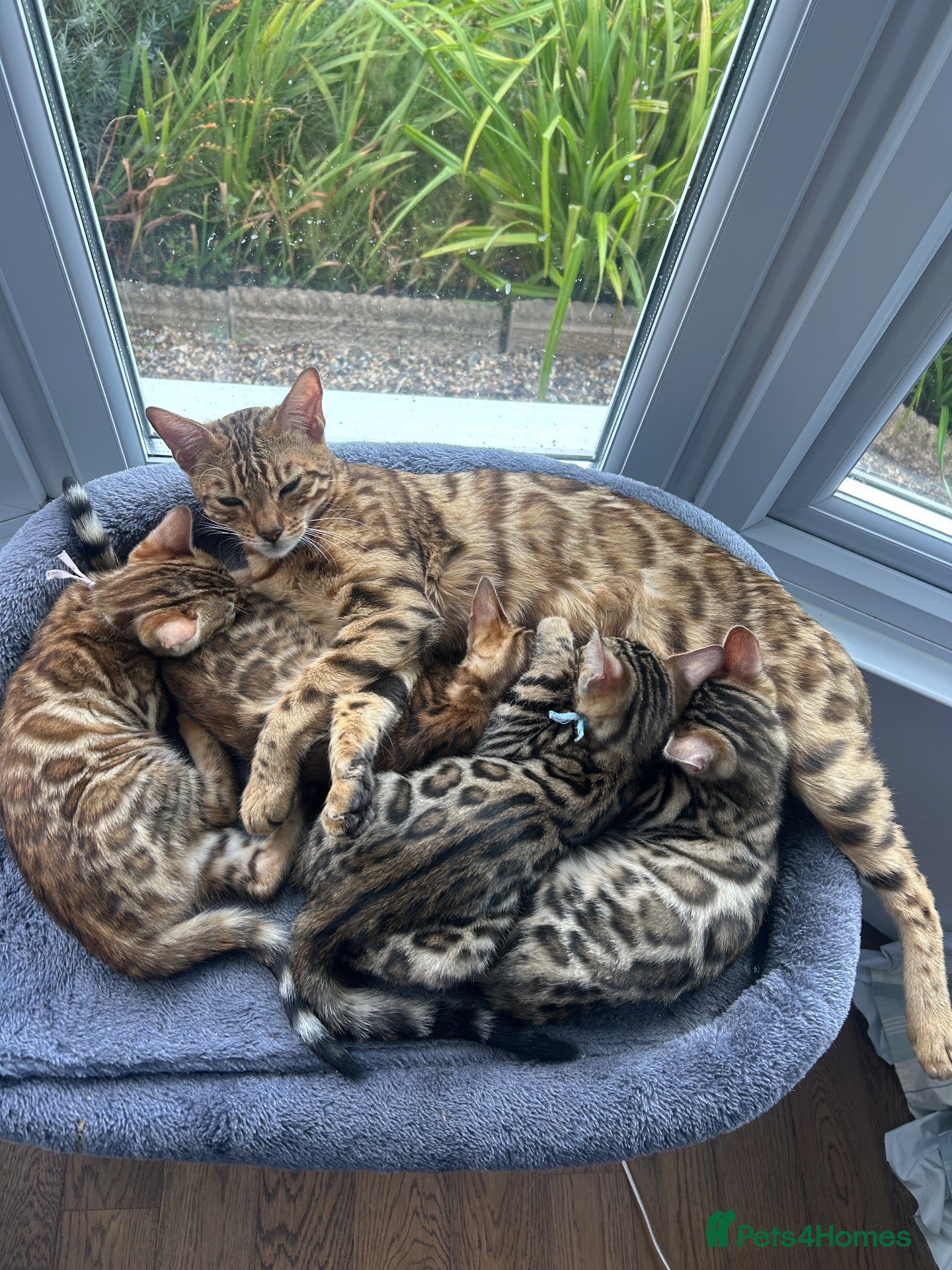 Bengal cats **2 kittens left ** Pedigree Bengal Kittens - Advert 2