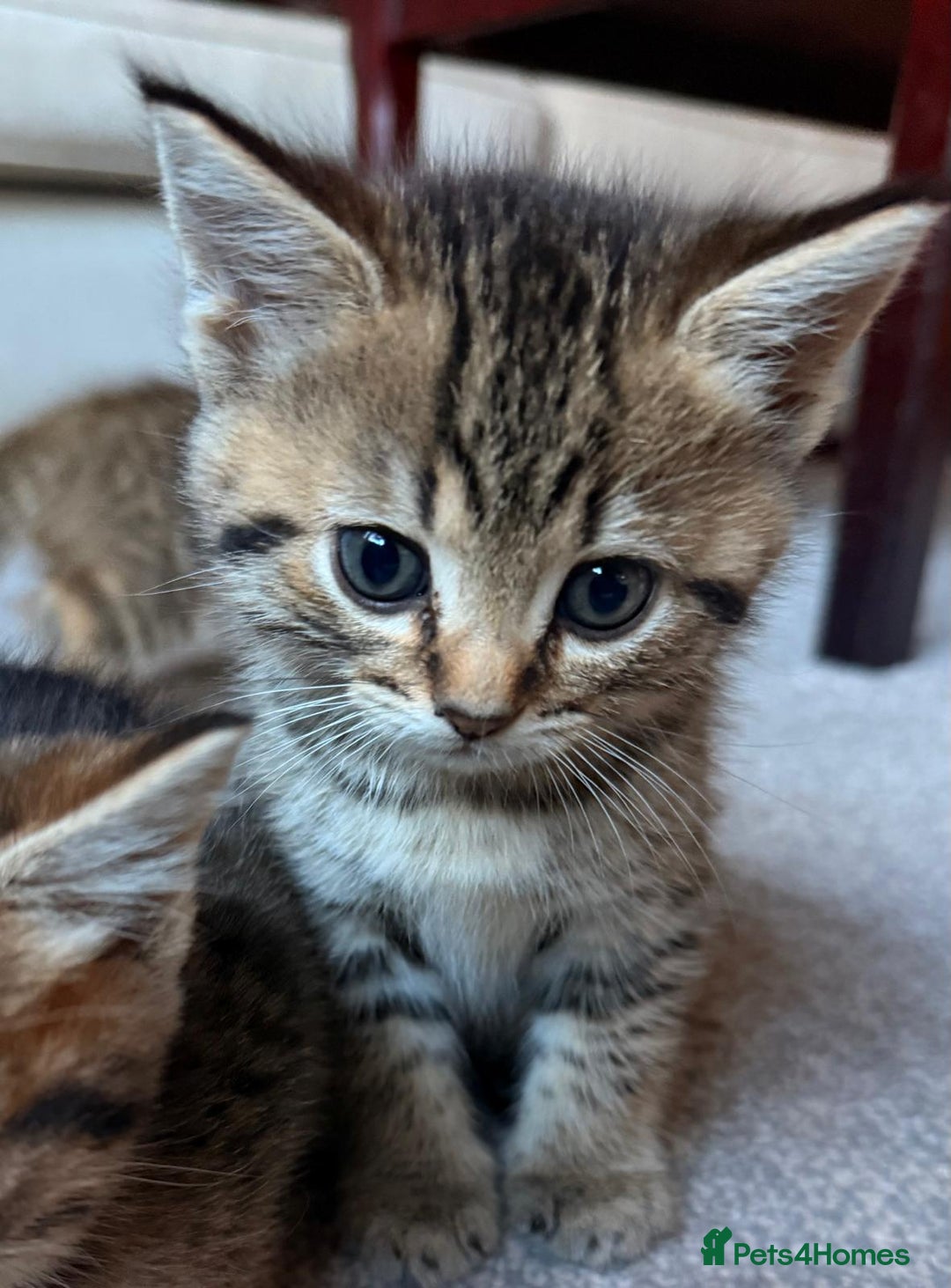 Mixed Breed cats for sale: Beautiful Ragdoll Bengal Cross Kittens - Advert 33