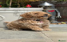 Cavapoo dogs for sale: Extensively Health Tested Apricot Cavapoo pups - Image 10