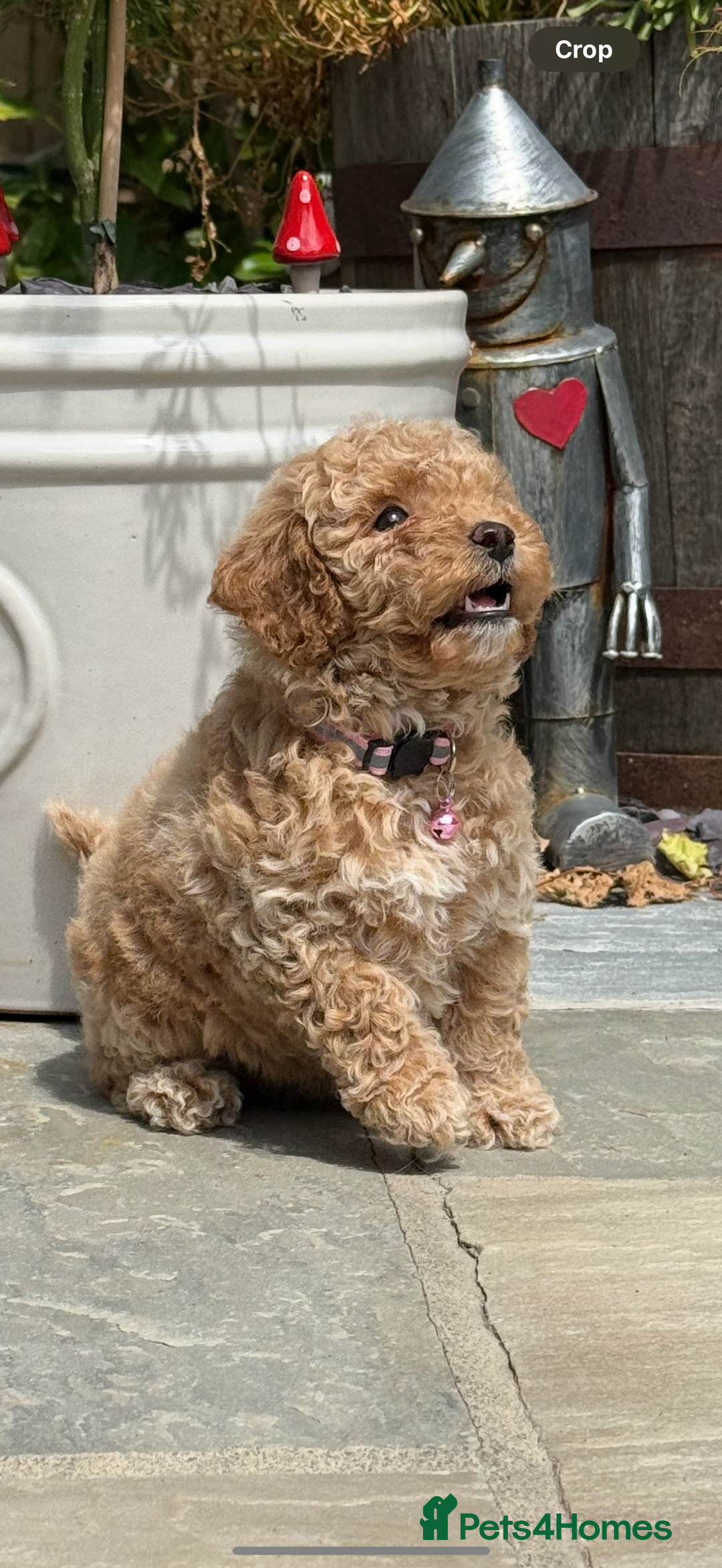 Cavapoo dogs for sale: Extensively Health Tested Apricot Cavapoo pups - Image 10