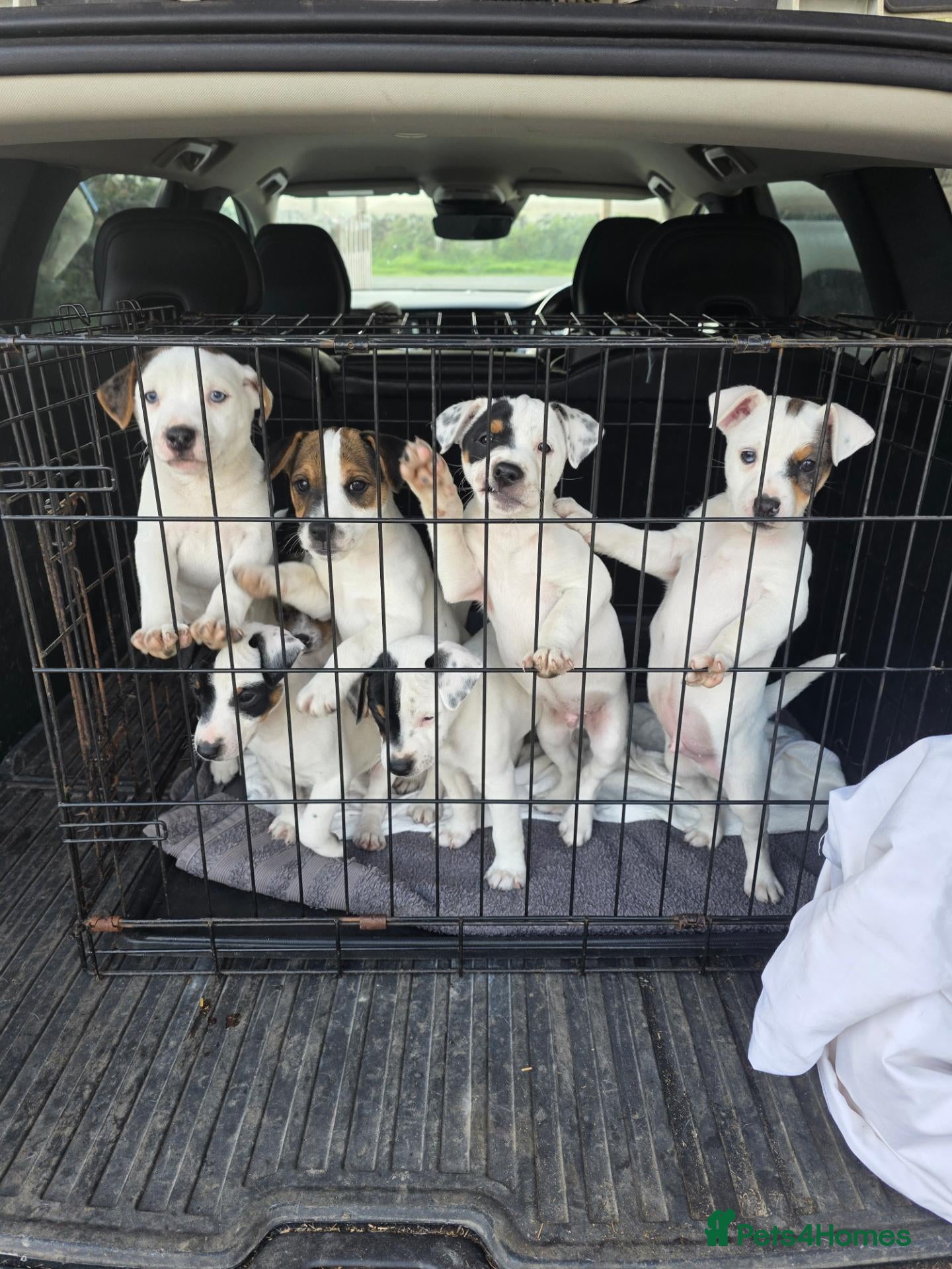 Jack Russell dogs Lovely Jack russell puppies - Advert 2