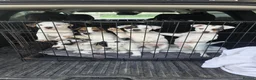 Jack Russell dogs for sale: Lovely Jack russell puppies - Advert 3