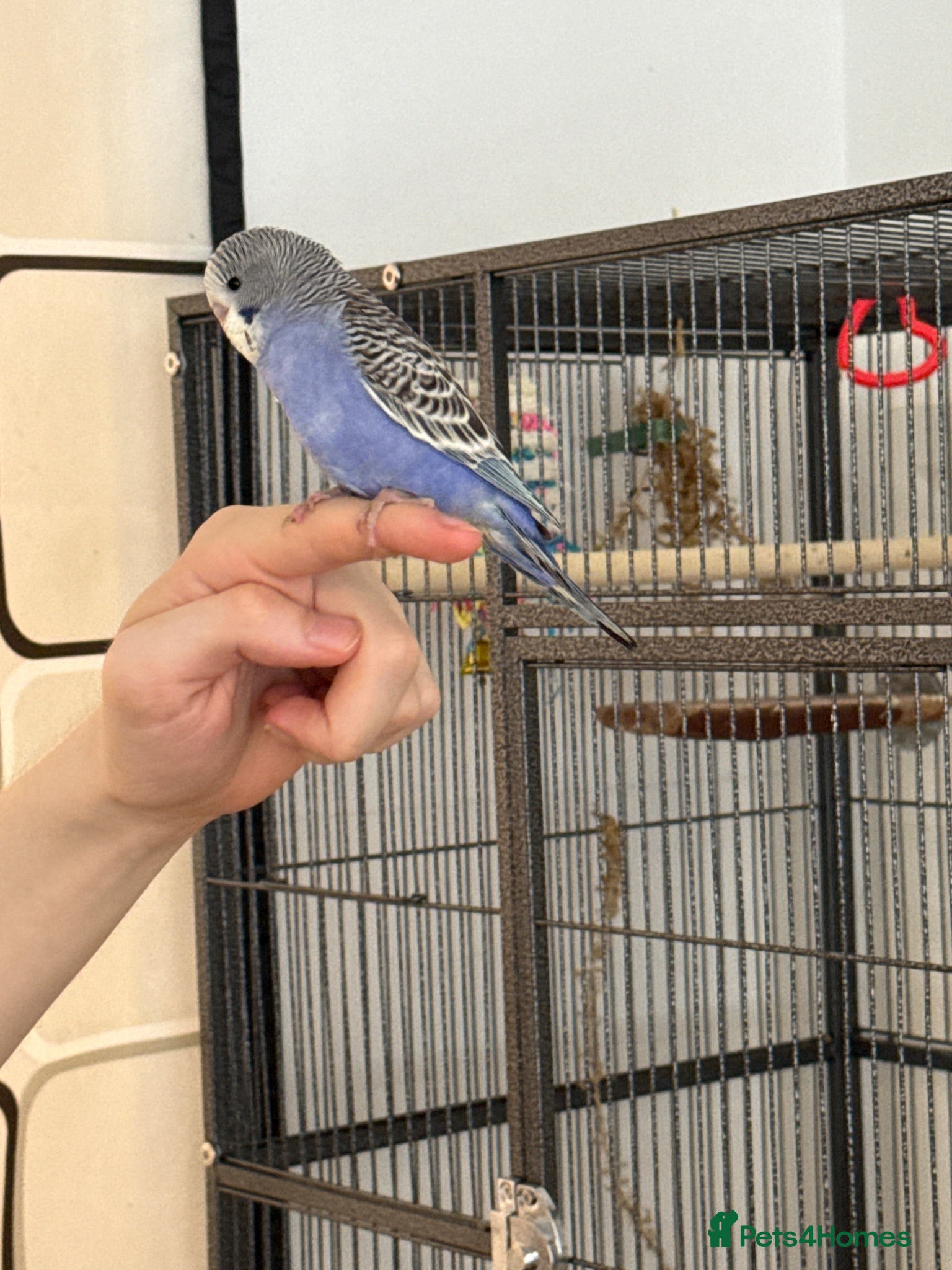 Budgerigars birds 7 week old purple boy budgies semi tamed  - Advert 12