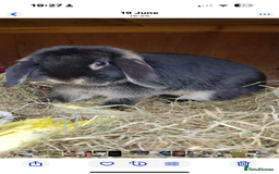 English rabbits for sale: Rabbits for rehoming  - Image 9