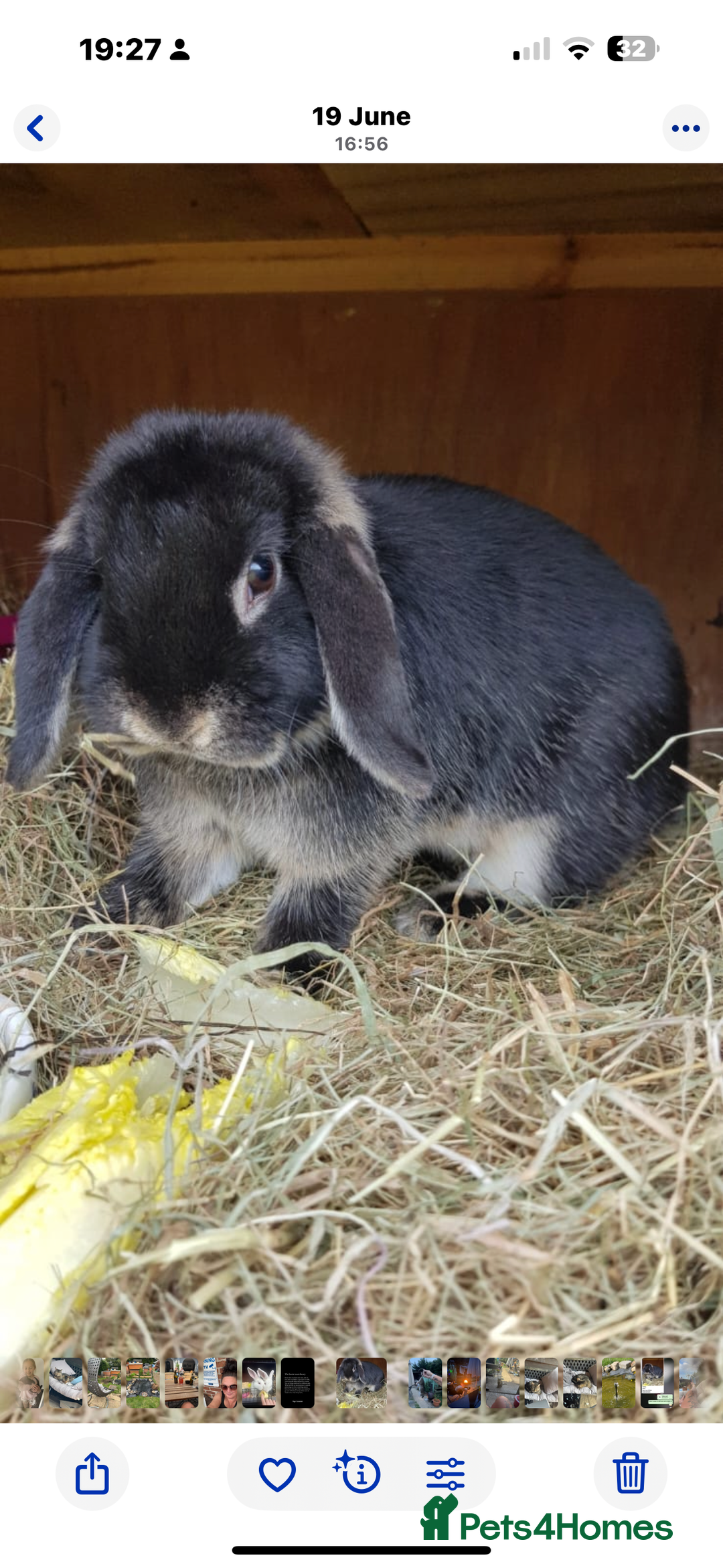English rabbits for sale: Rabbits for rehoming  - Image 9