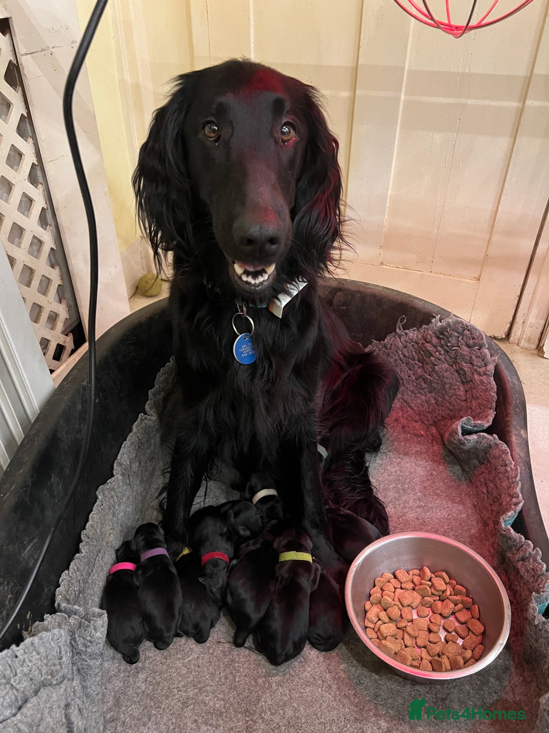 Flat coated Retriever dogs for sale: 11 adorable and lively Flatcoat puppies  - Advert 1