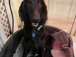 Flat coated Retriever dogs 11 adorable and lively Flatcoat puppies - Advert 3