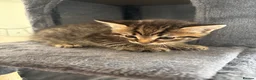 Mixed Breed cats for sale: Adorable Male & Female Kittens - Advert 3