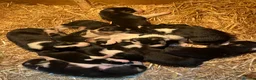 Border Collie dogs for sale:  10 Beautiful tri colour border collie puppies in Exeter - Advert 7