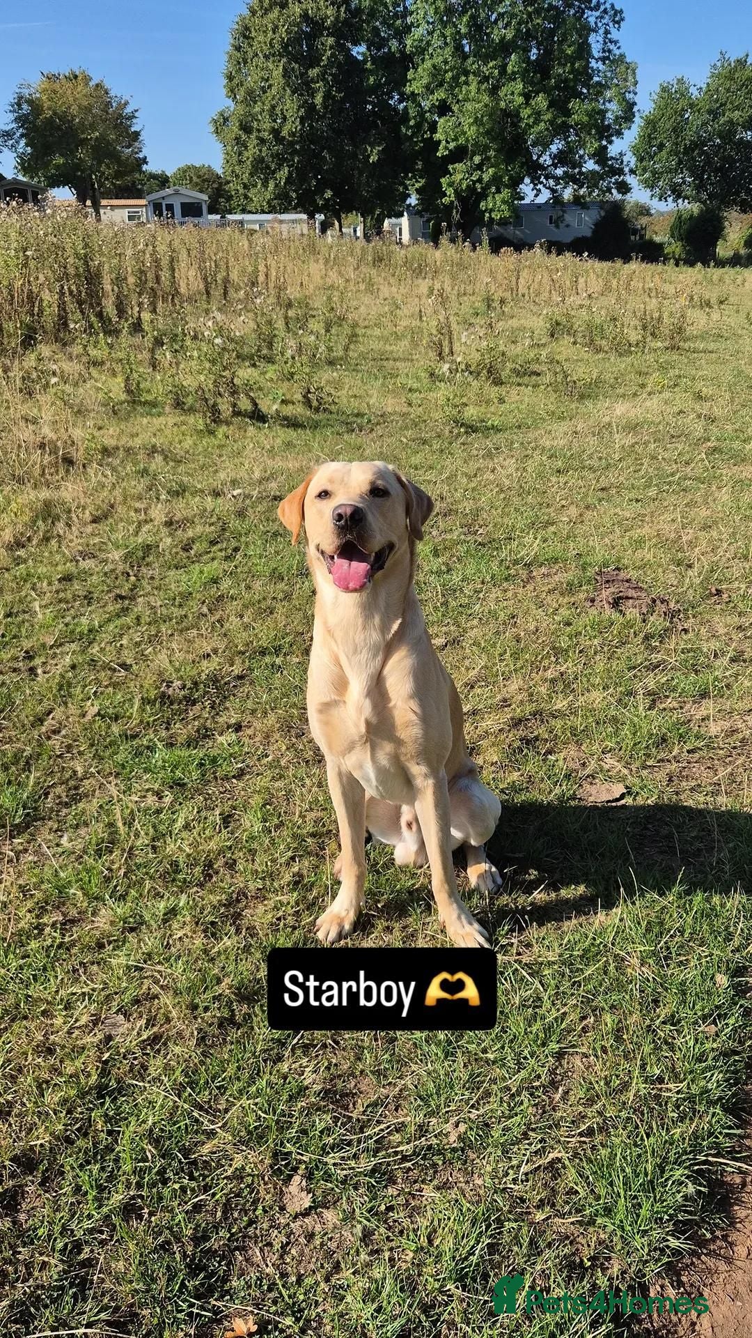 Labrador Retriever dogs Finney - Advert 2