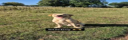 Labrador Retriever dogs for stud: Finney in Preston - Advert 1