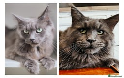 Maine Coon cats for sale: Blue Maine coon kittens  - Advert 1