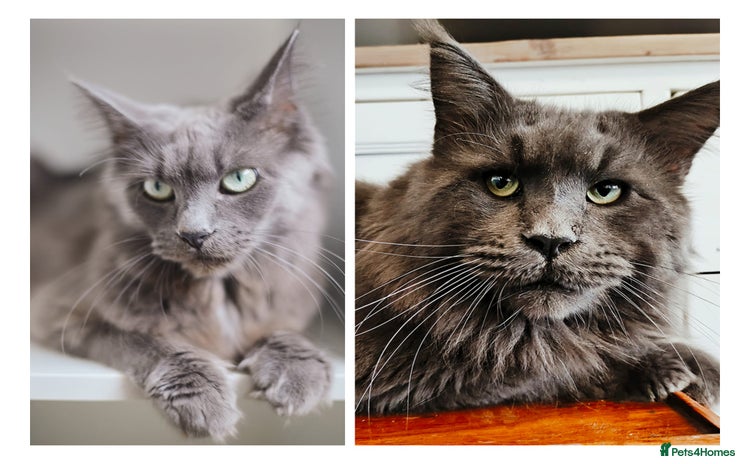 Maine Coon cats Blue Maine coon kittens  - Advert 1