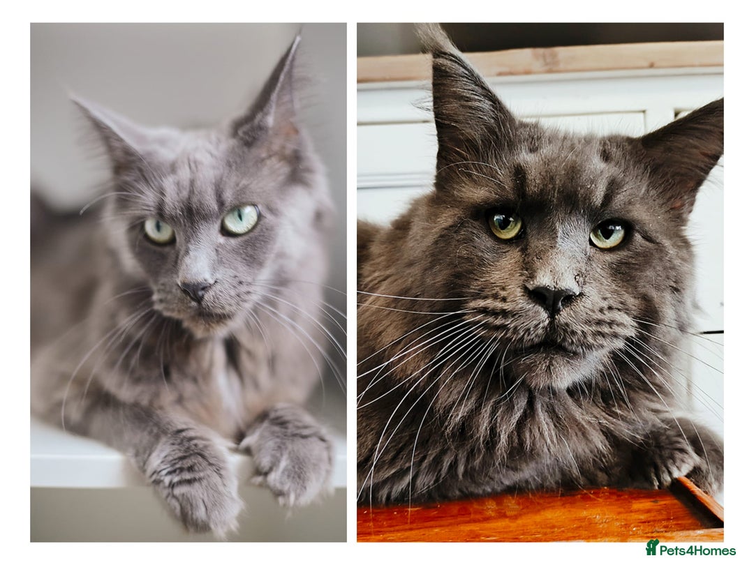 Maine Coon cats for sale: Blue Maine coon kittens  - Advert 1