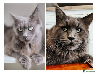 Maine Coon cats Blue Maine coon kittens - Advert 1