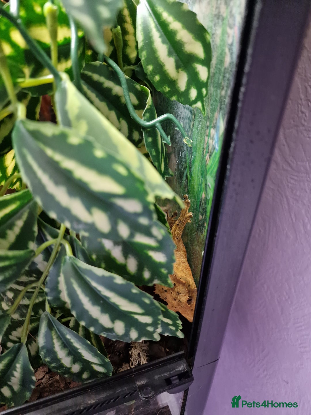 Gecko reptiles for sale: Male Crested Dalmation gecko  - Advert 2