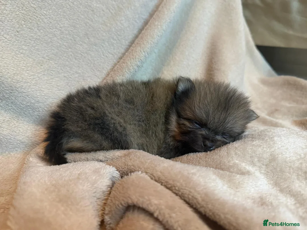 Pomeranian dogs for sale: 🐾 Adorable Merle Pomeranian Puppies for Sale 🐾 - Advert 33
