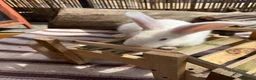 Continental Giant rabbits for sale: ‼️READY NOW - 1 CONTI DOE LEFT‼️ - Advert 7