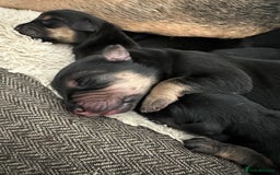 Huntaway dogs for sale: New Zealand Huntaway Puppies  - Image 9