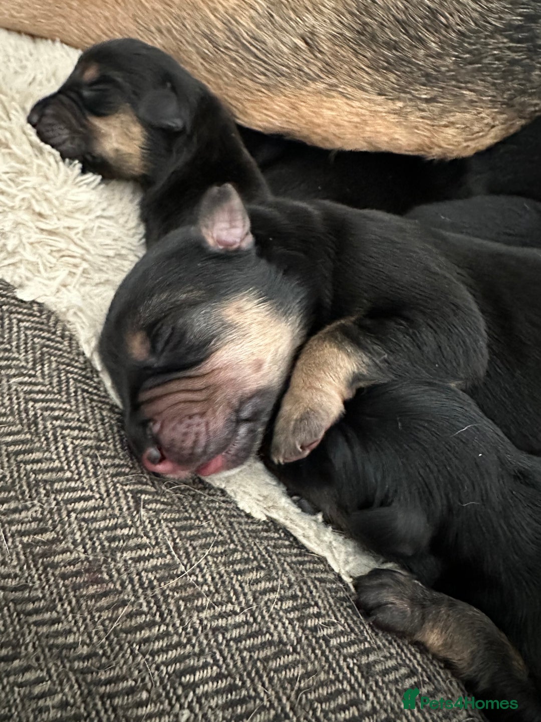 Huntaway dogs for sale: New Zealand Huntaway Puppies  - Image 9
