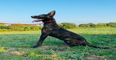 Belgian Shepherd Dog dogs - Advert 8