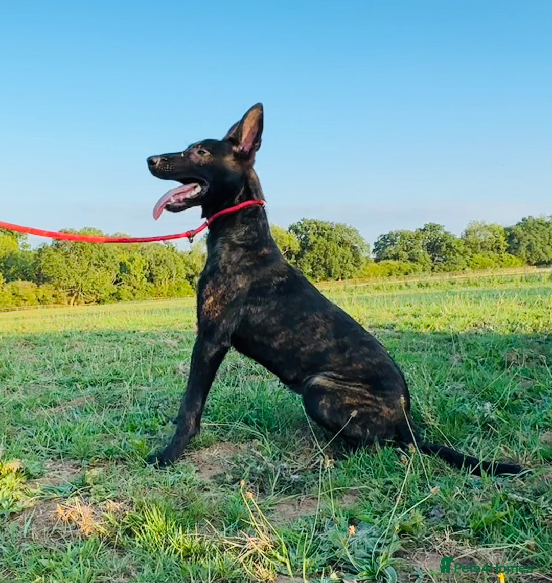 Belgian Shepherd Dog dogs for sale: Belgian Malinois / Dutch Herder  - Image 2