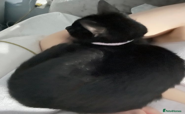 Domestic Shorthair cats - Advert 8