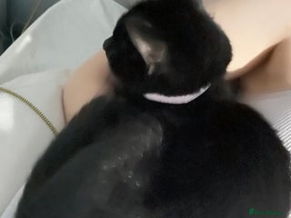 Domestic Shorthair cats - Advert 8