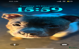 Staffordshire Bull Terrier dogs for stud: Loki | EXCEPTIONAL Blue Staffordshire Bull Terriet - Image 5