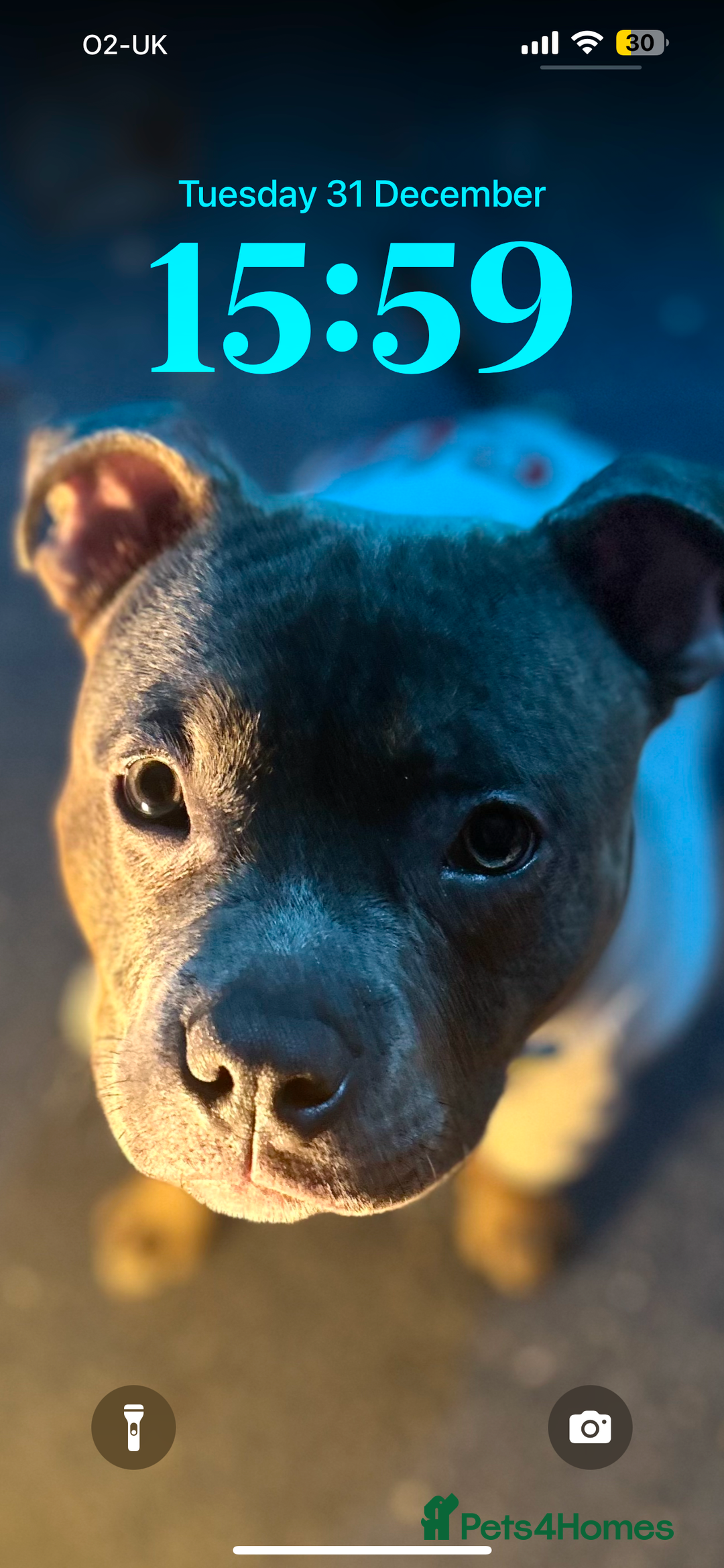 Staffordshire Bull Terrier dogs for stud: Loki | EXCEPTIONAL Blue Staffordshire Bull Terriet - Image 5