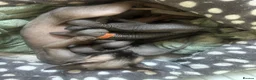 Sphynx cats for sale: Pure grey Canadian sphynxs - Advert 4