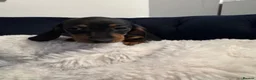 Miniature Dachshund dogs for sale: REDUCED AND READY for their new homes! KC PUPPIES! - Advert 27