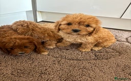 Cavapoo dogs for sale: Gorgeous cavapoos  - Image 4