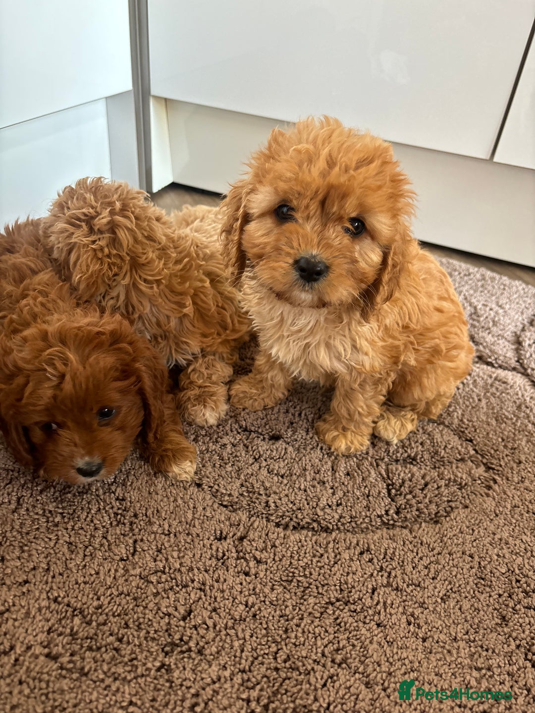 Cavapoo dogs for sale: Gorgeous cavapoos  - Image 4