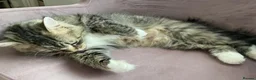 Mixed Breed cats for sale: Kittens - mixed British longhair cross - Advert 12