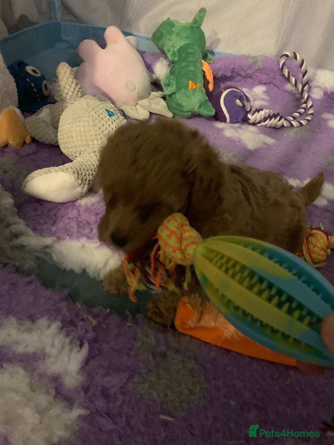 Cavapoo dogs for sale: Toy Cavapoo puppies - Advert 17