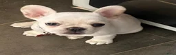 Frug dogs for sale: Beautiful girl  - Advert 6