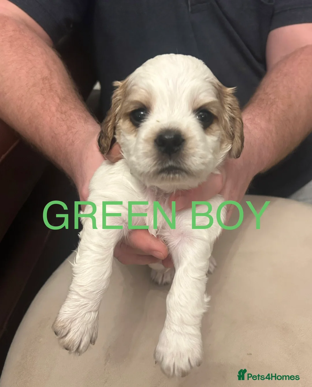 Sprocker dogs for sale: Sprocker Spaniel Puppies - Advert 6