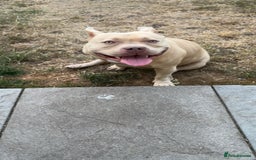 American Bully dogs for sale: Female pocket bully  - Image 2