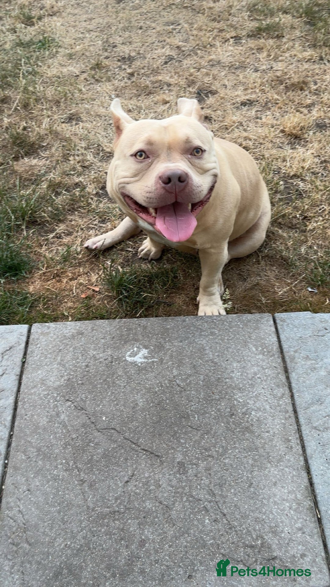 American Bully dogs for sale: Female pocket bully  - Image 2