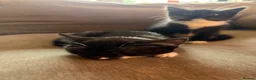 Mixed Breed cats for sale: Adorable Mixed Breed Kittens  - Advert 4