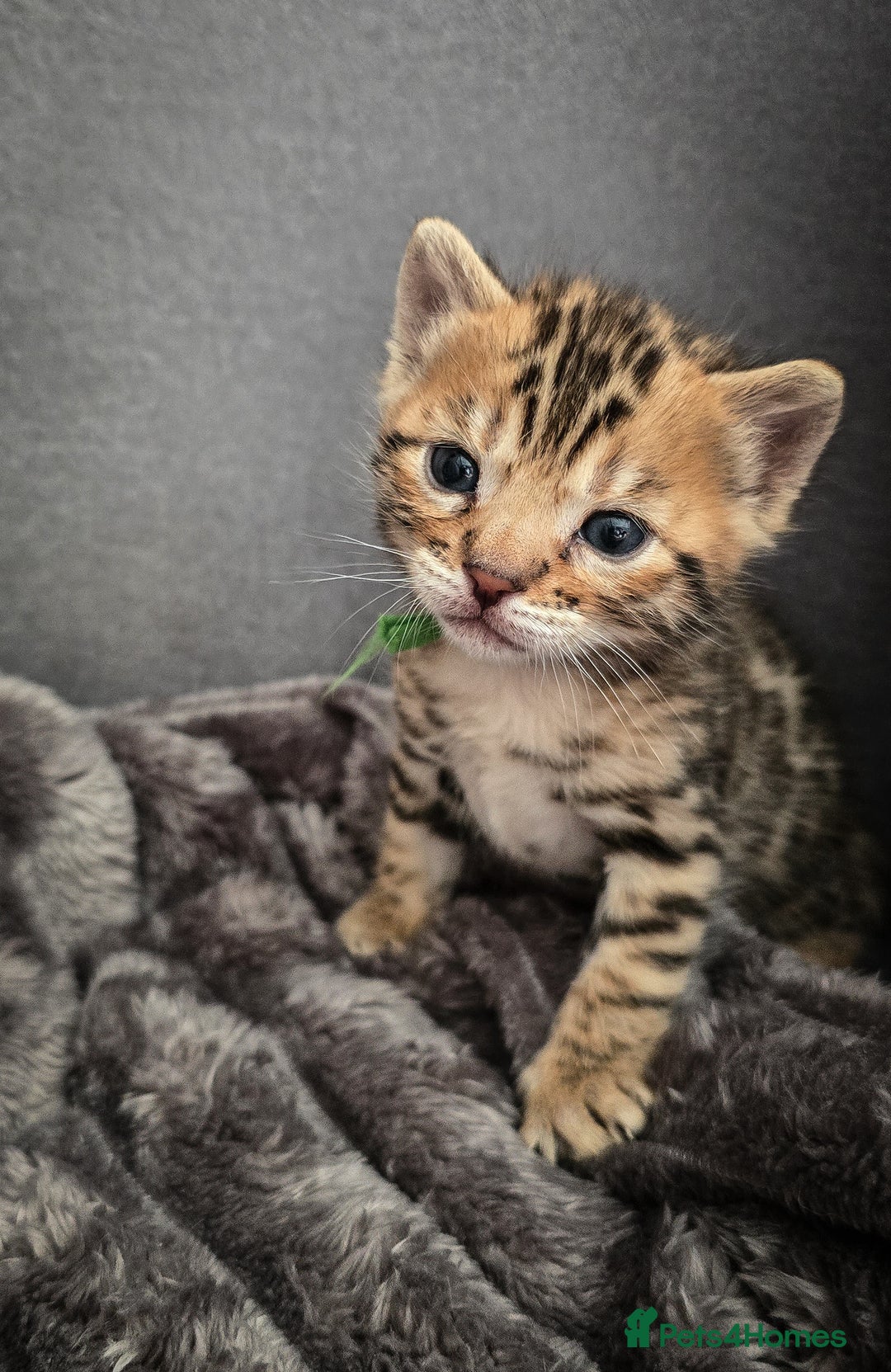 Bengal cats for sale: TICA Champion 2 boys available for reservation! - Advert 10