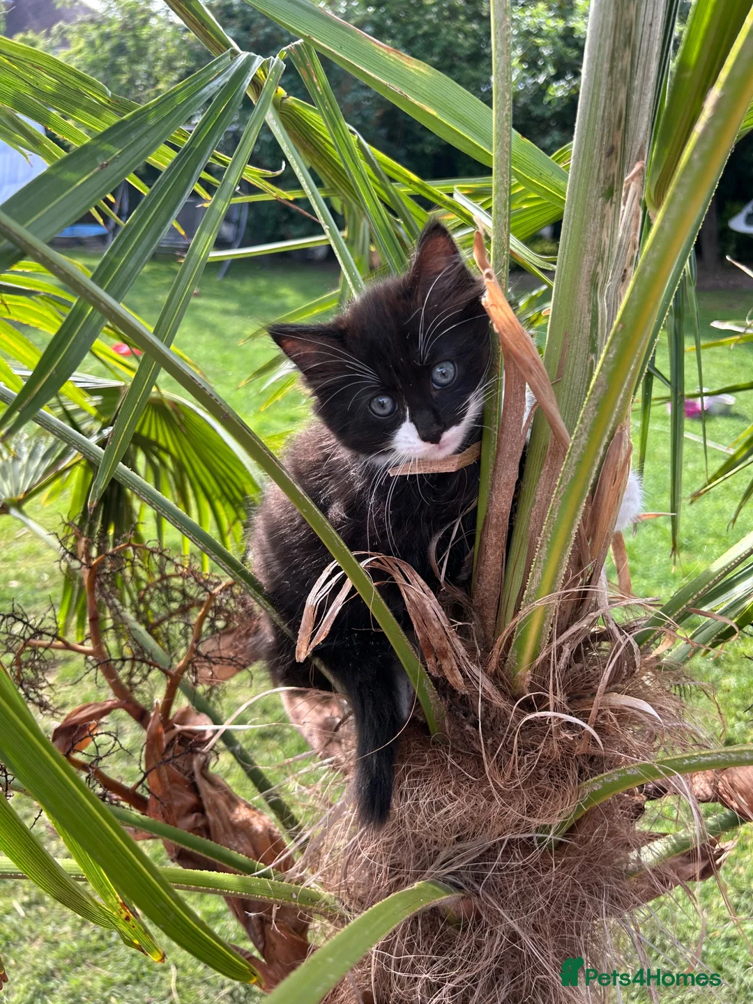 Mixed Breed cats for sale: Ragdoll - Mixed - Advert 2