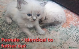 Ragdoll cats for sale: Ragdoll kittens (2 boys left) - Image 3