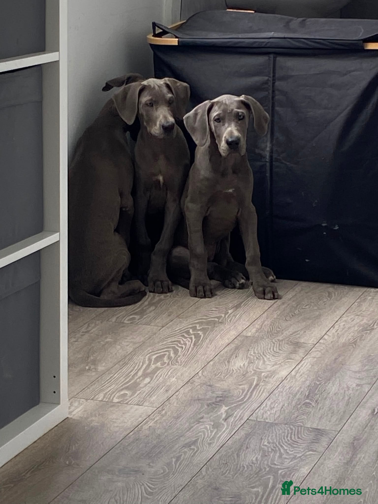 Great Dane dogs Beautiful purebred Great Dane puppies  - Advert 1