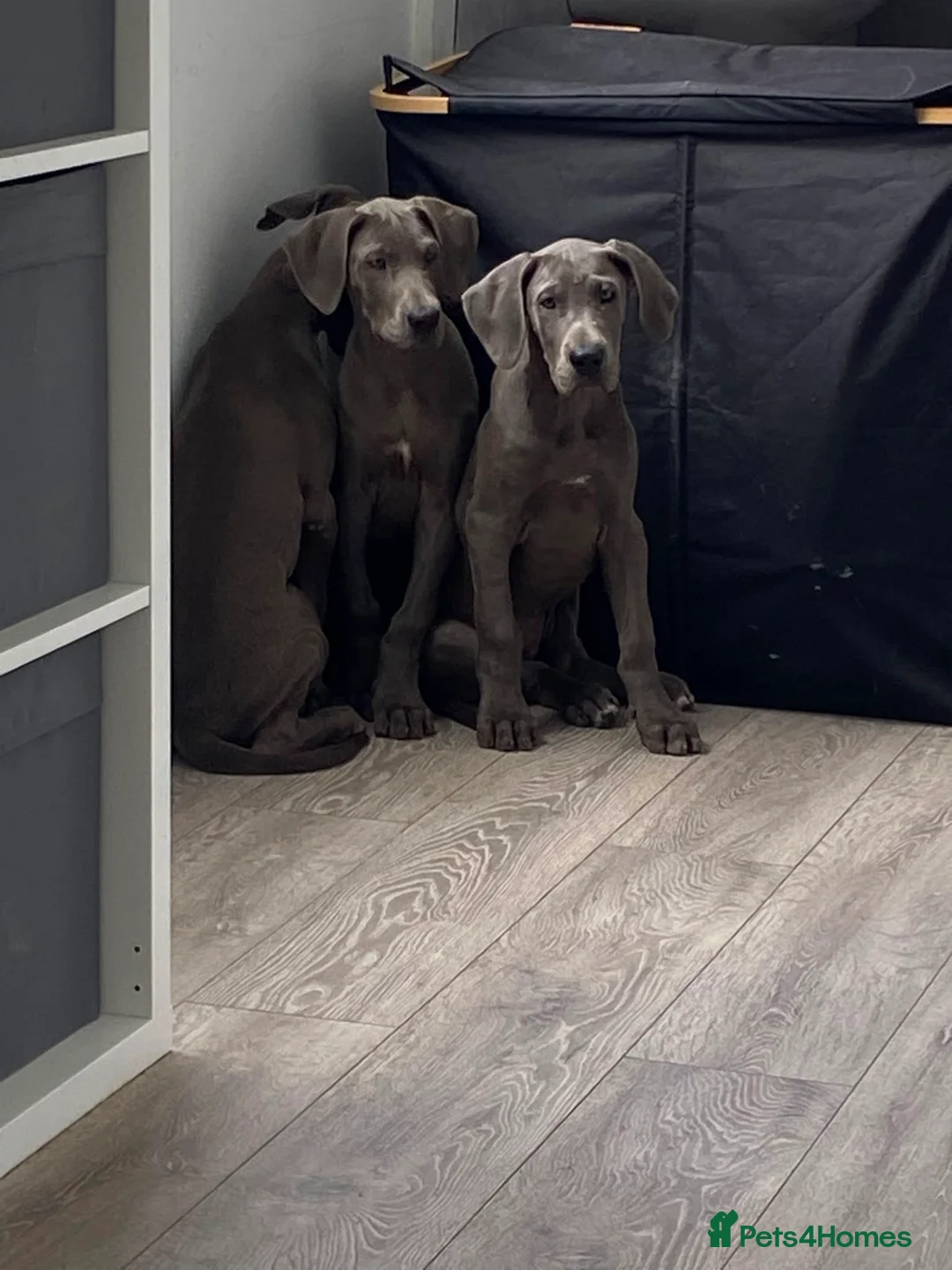Great Dane dogs for sale: Beautiful purebred Great Dane puppies  - Advert 1