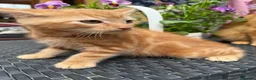Mixed Breed cats for sale: Ginger kittens in Newtown - Advert 7