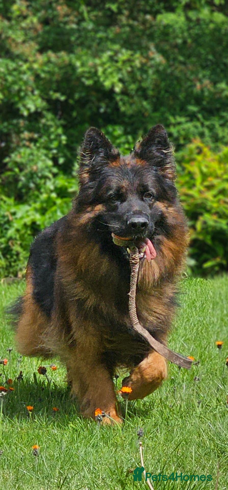 German Shepherd dogs Super temperament, Stunning pigmentation, proven  - Advert 1