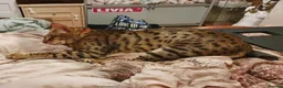 Savannah cats for sale: Buddy 4 year old Male S7 Savannah - Advert 3